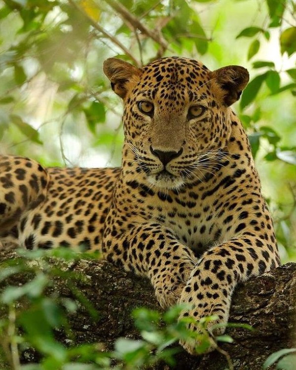 Wild Kingdom Gallery 10