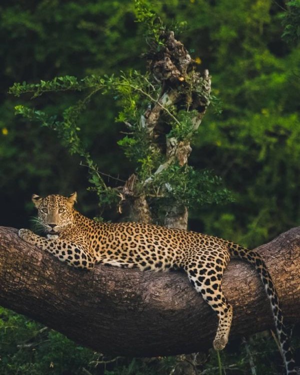 Wild Kingdom Gallery 2