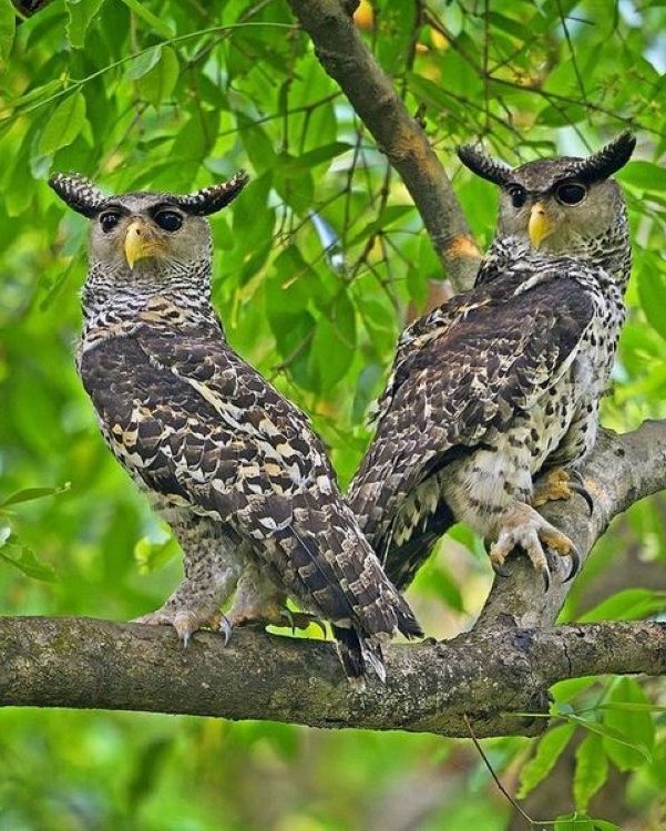 Wild Kingdom Gallery 3