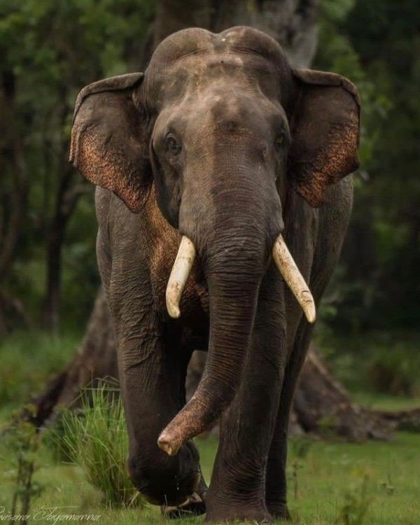 Wild Kingdom Gallery 4