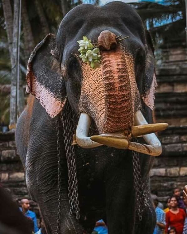 Wild Kingdom Gallery 5