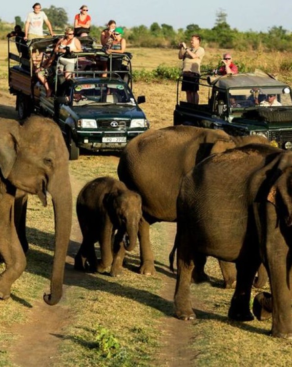 Wild Kingdom Gallery 8