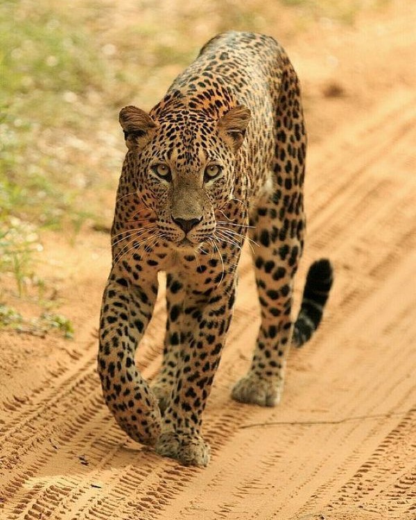 Wild Kingdom Gallery 9